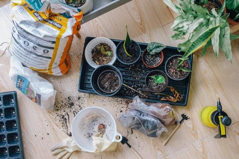  
   ​Gardening and other nature-based activities are part of the care regime in many healthcare institutions and hospitals around Singapore. PHOTO PEXELS 