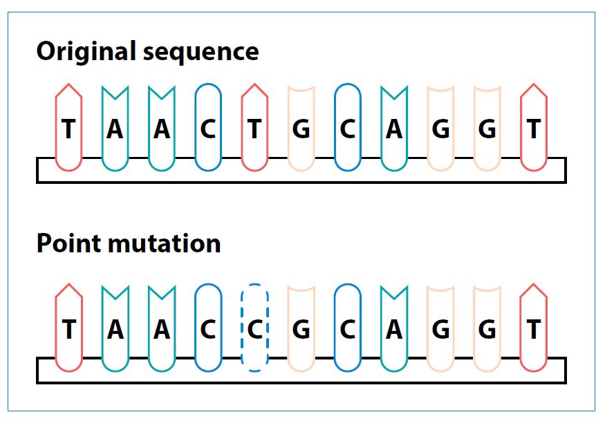 Changes in DNA sequence