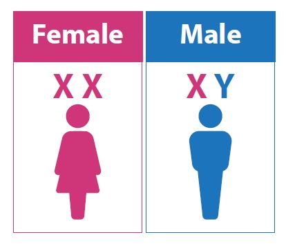 Female and Male Chromosomes