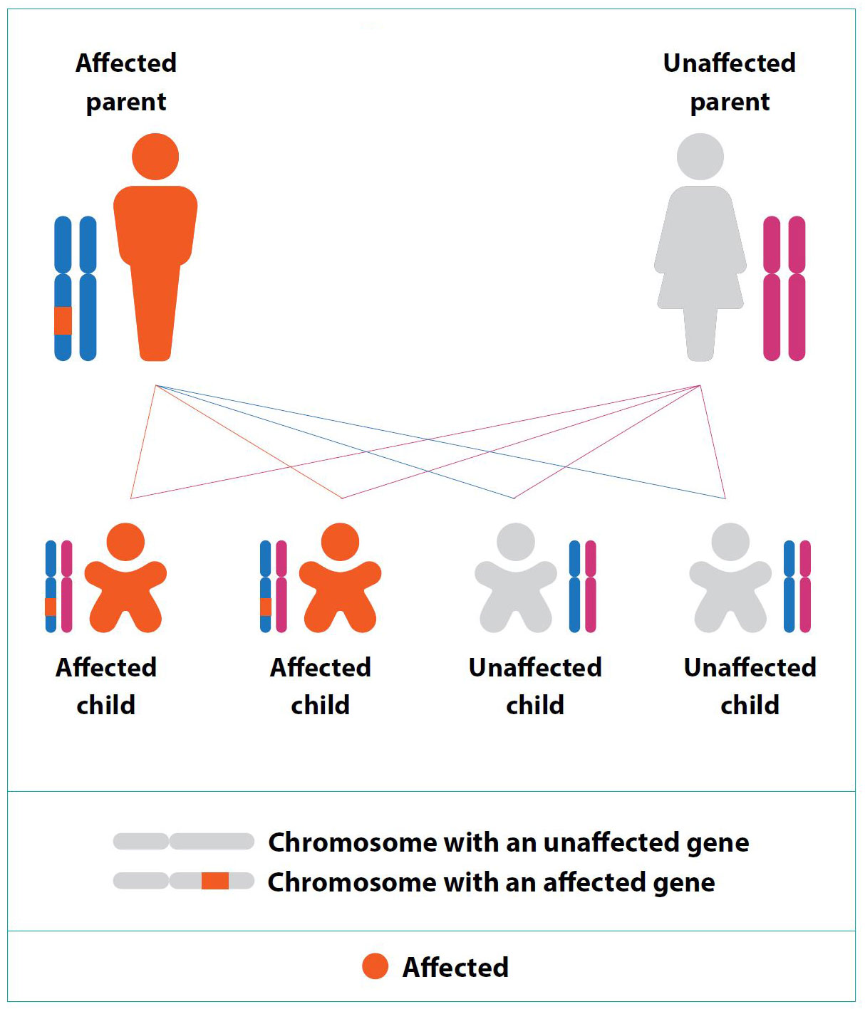 Dominant Inheritance