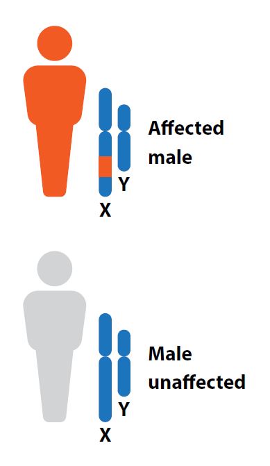 X-linked Inheritance - Male Carrier vs Male Unaffected