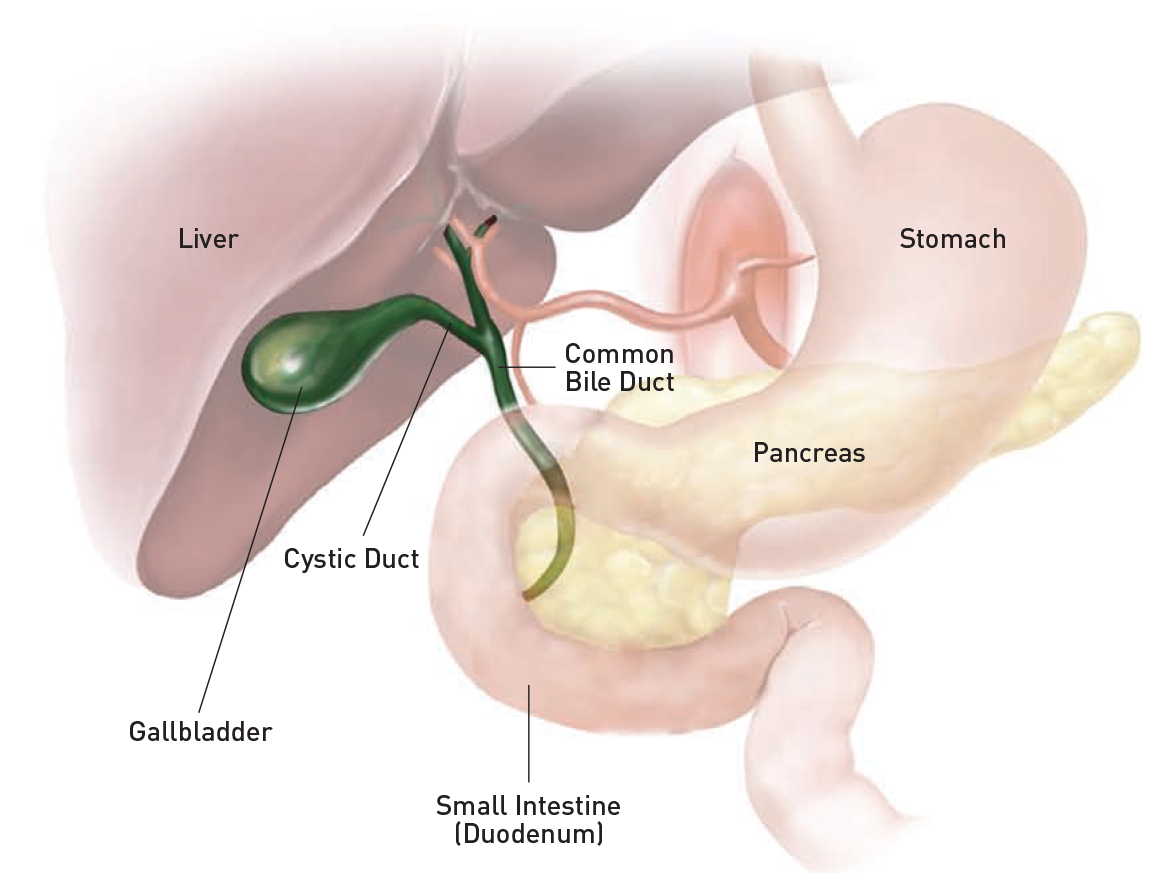 Gallbladder